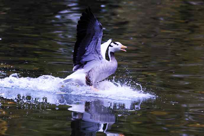 斑头雁(抓拍)5 斑头雁(抓拍)5