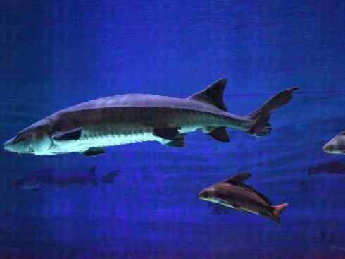 鱼类活化石:中华鲟 鱼类活化石:中华鲟