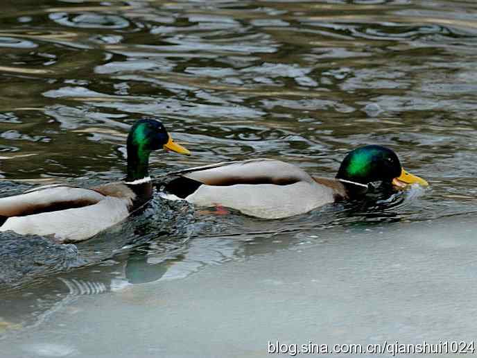 水禽湖冬季运动会
