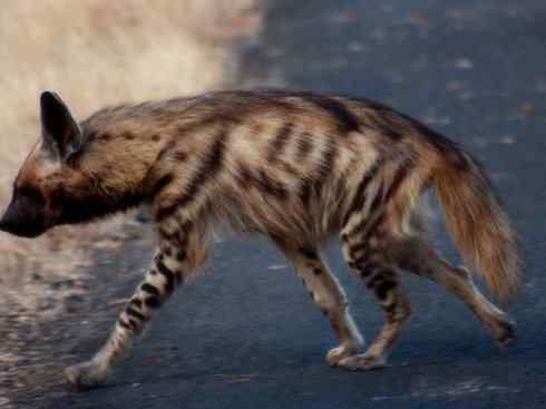 狈：传说的兽原型探秘（鬣狗）