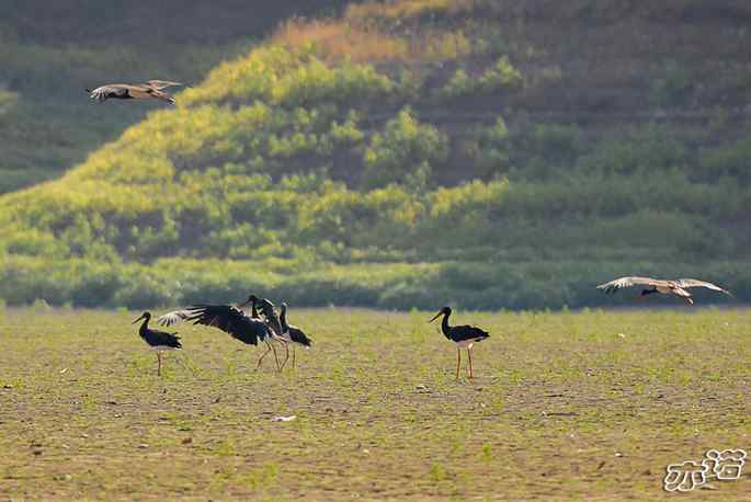 白河堡&nbsp;wbr路&nbsp;wbr路遇黑鹳