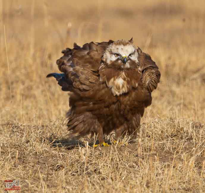达里湖&nbsp;wbr路&nbsp;wbr大鵟