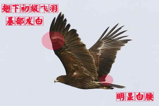 乌雕 猛禽大全——中国东部地区27种迁徙类猛禽辨识