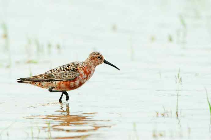 周末野鸭湖（自然摄影）