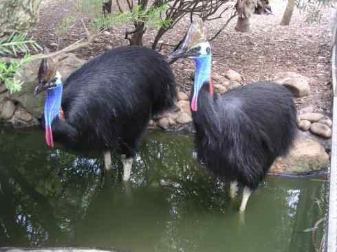 奇特的盔：鹤鸵