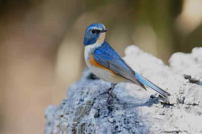 北植的红胁蓝尾鸲
