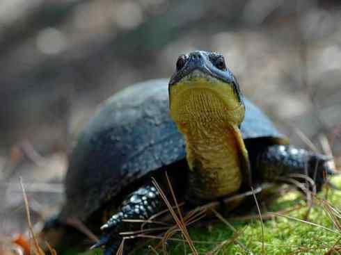 玄武：传说的兽原型探秘（水龟）