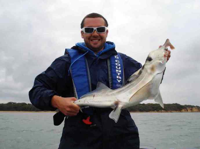 鱼类活化石：叶吻银鲛