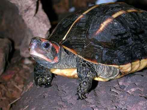 玄武:传说的兽原型探秘(潮龟) 玄武:传说的兽原型探秘(潮龟)