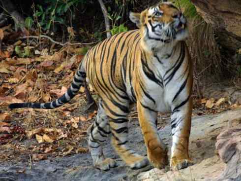 白虎：传说的兽原型探秘（孟加拉虎）