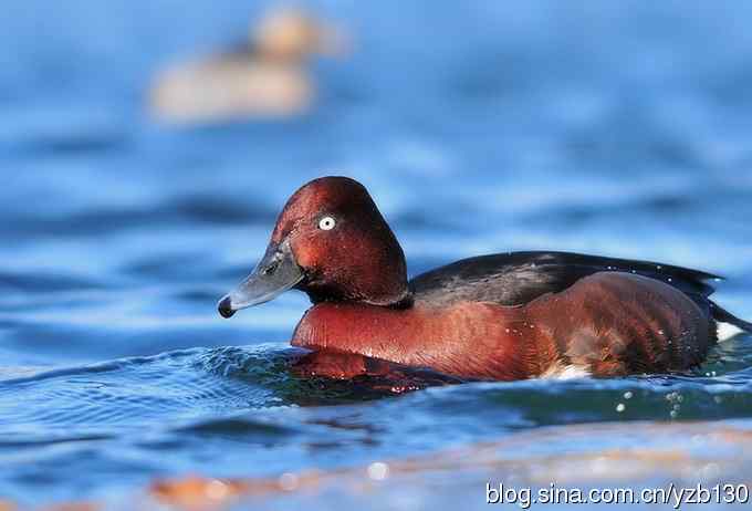 蓝之梦&bull;白眼潜鸭（组图，）