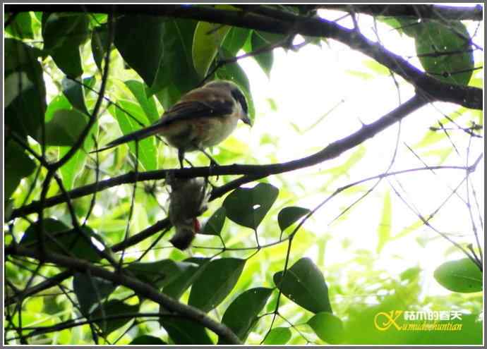雨天拍鸟的惊喜【照片】