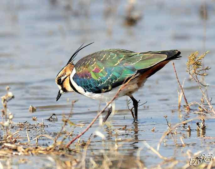 官厅水库&nbsp;wbr路&nbsp;wbr凤头麦鸡
