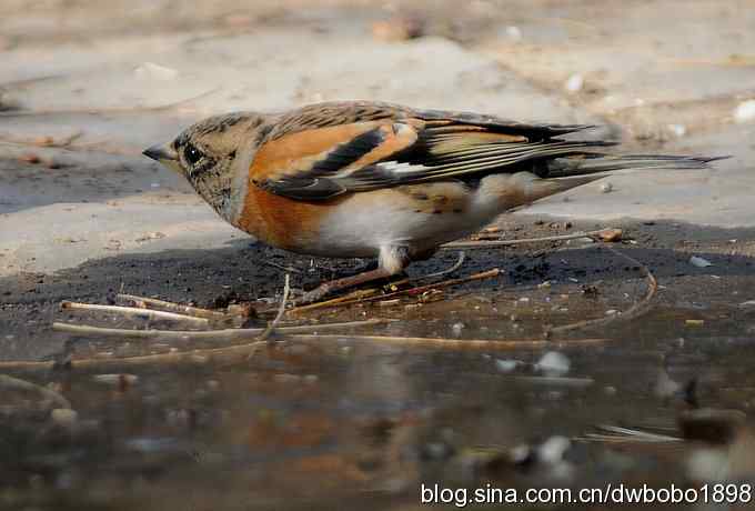 小鸟汲水图 wbrbobo打鸟歌