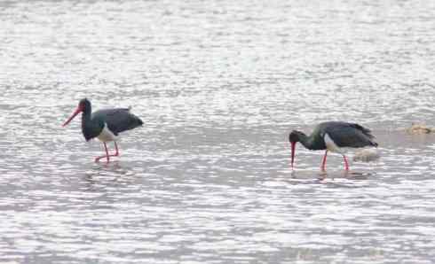 五百分之八的黑鹳