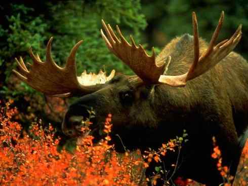 麒麟：传说的兽原型探秘（驼鹿）