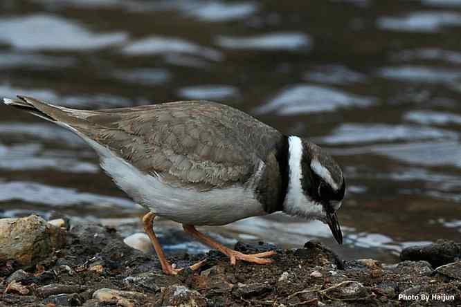 白河湾邂逅长嘴剑鸻