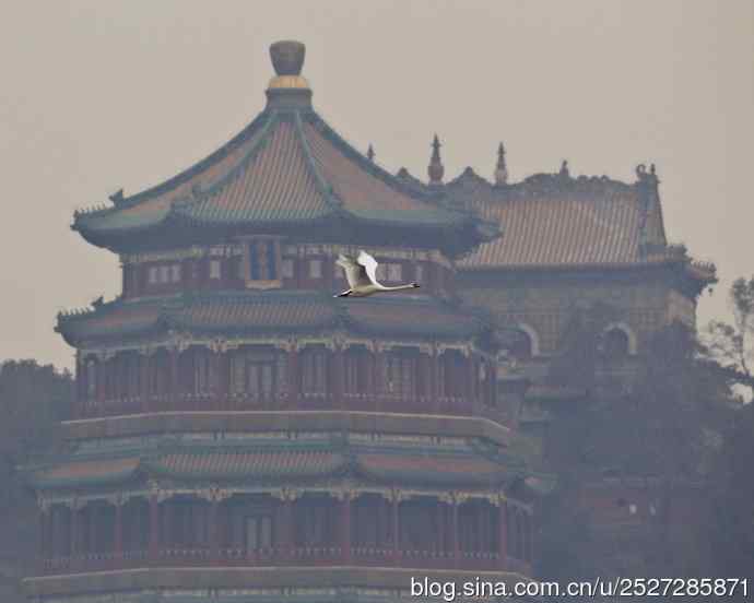 疣鼻天鹅飞临皇家园林