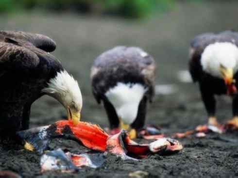 自然奇观：动物大迁徙(大马哈鱼)