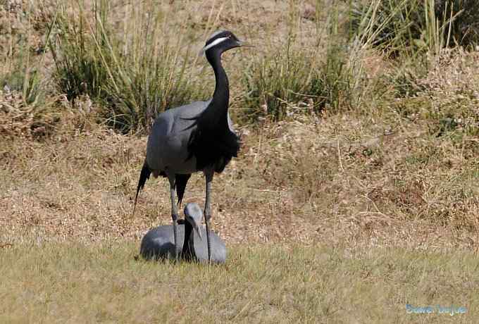 达里诺尔湖的蓑羽鹤 达里诺尔湖的蓑羽鹤