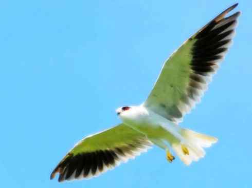 白头鸟系列：另类的美丽（白尾鸢）