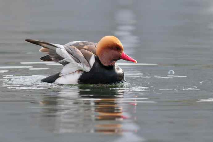 稻香湖的潜鸭☆