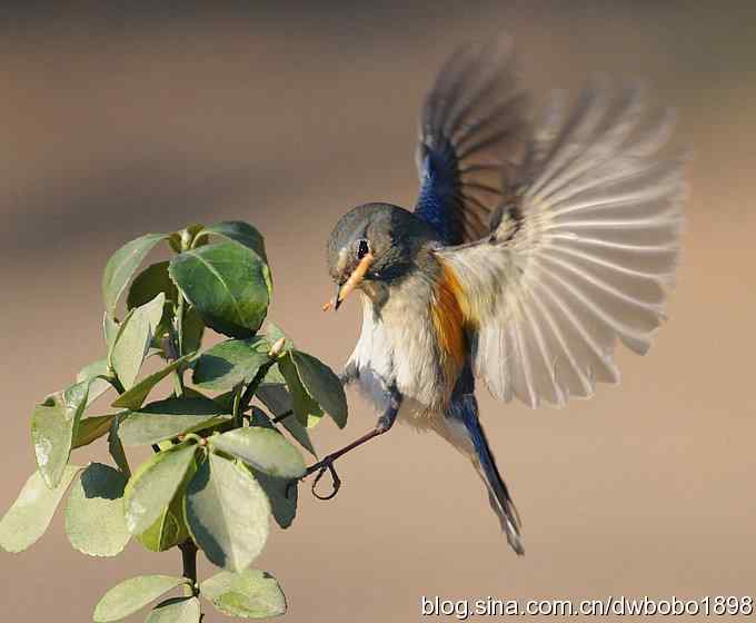 大卫携红胁GG飞版拜年