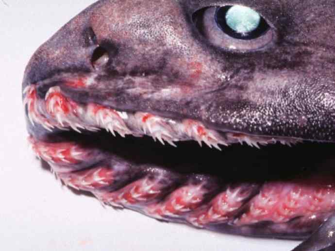 鱼类活化石：皱鳃鲨