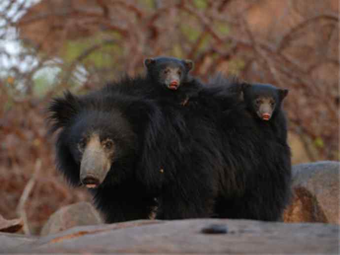盘点十二大著名食蚁动物：懒熊