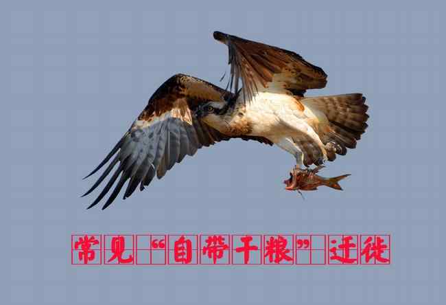 鹗 猛禽大全——中国东部地区27种迁徙类猛禽辨识