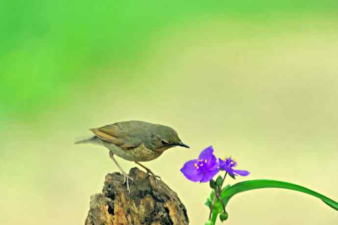 雌性蓝歌鸲与紫露草(1) 雌性蓝歌鸲与紫露草(1)