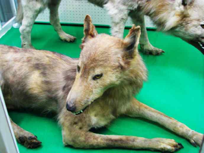 犬科：犬亚科犬属之灰狼