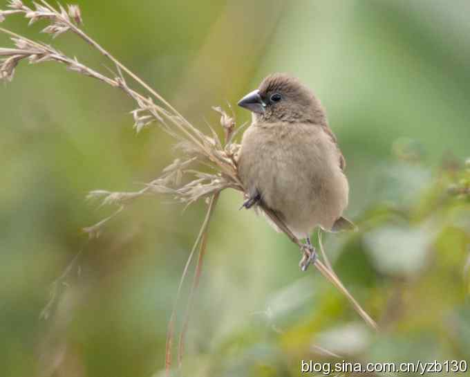 深港拍鸟新纪录（16）鈥斺敯呶哪瘢ㄗ橥迹
