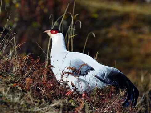 凤凰：传说中的鸟原型探秘（孔雀）