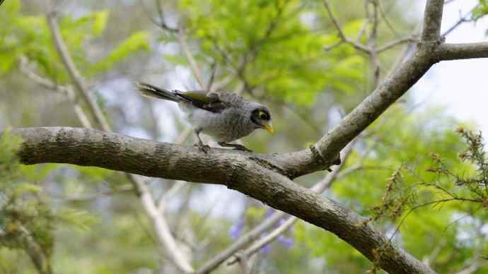 澳洲拍鸟鈥斺斘薮Σ辉诘暮诙羁笪勰 澳洲拍鸟鈥斺斘薮Σ辉诘暮诙羁笪勰