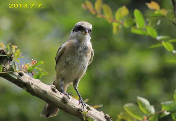 207.小伯劳成长记（3）亲鸟育儿篇