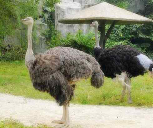 家禽驯化之源之十二