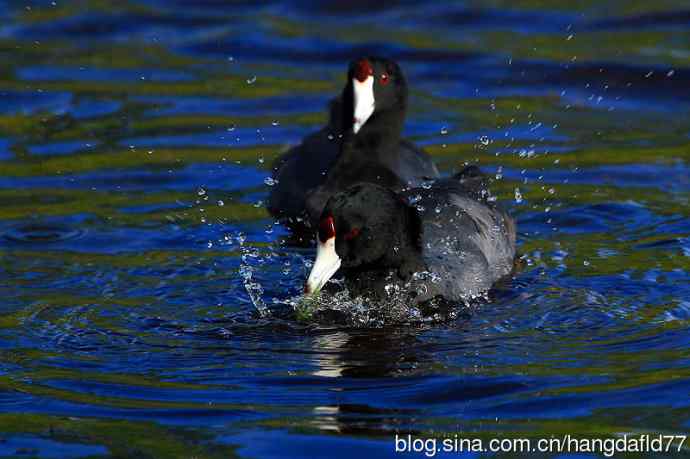 美国鸟类摄影——美洲骨顶(2)