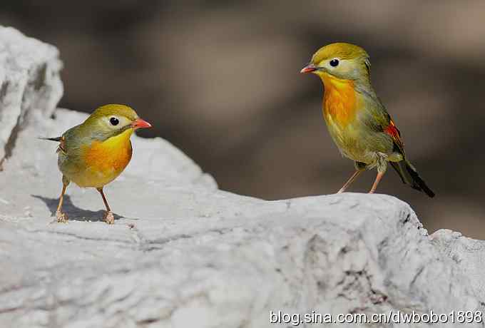 相思趣拍-贺三八国际妇女节