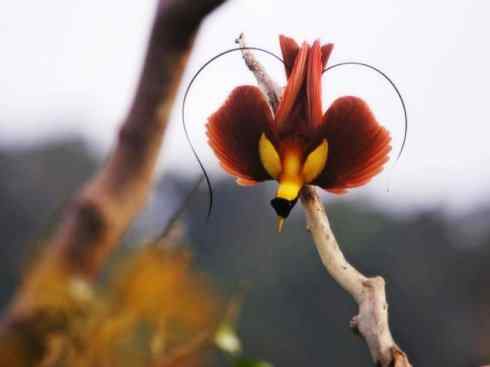 美丽无罪：雀鸟之极乐鸟