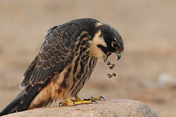 诠释燕隼“吐食丸”的全过程