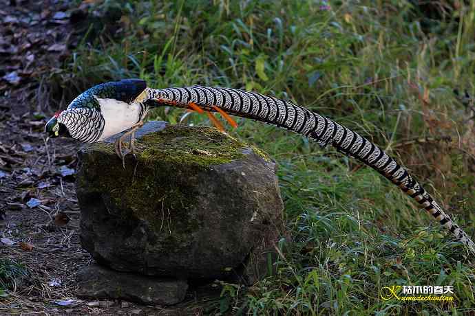 康定拍鈥湴赘菇跫︹
