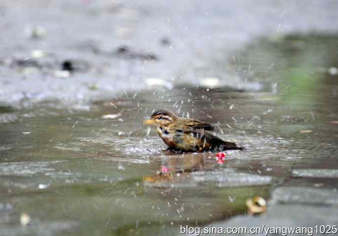 洗浴中的褐柳莺