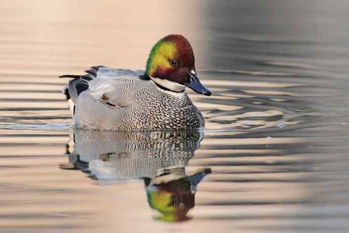 唐罗鸭 wbr八百里加急★