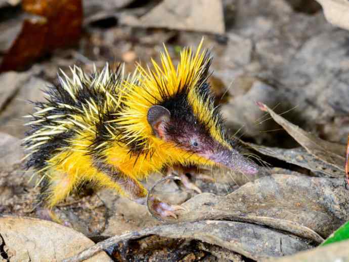 盘点十二大著名食蚁动物：土狼