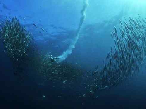 自然奇观:动物大迁徙(沙丁鱼) 自然奇观:动物大迁徙(沙丁鱼)