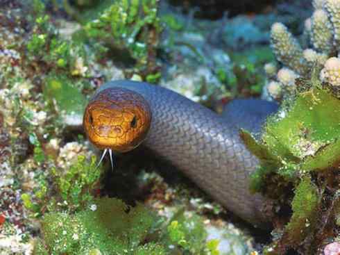 龙:传说的兽原型探秘(海蛇类) 龙:传说的兽原型探秘(海蛇类)