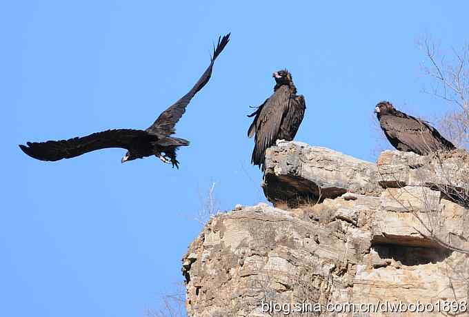 走近秃鹫：一段撼人心魄的拍摄经历