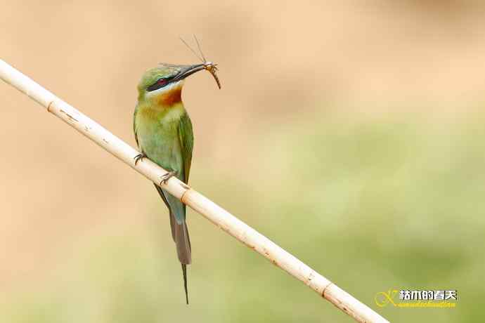 失而复得的“栗喉蜂虎”