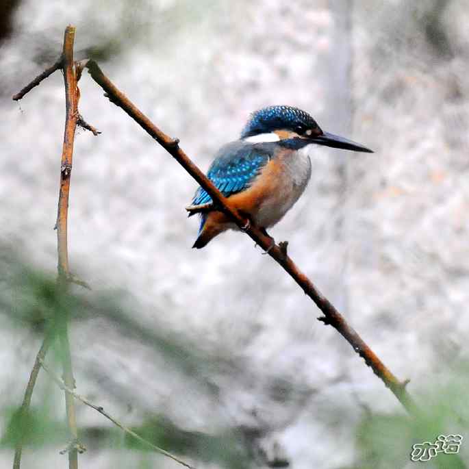 圆明园&nbsp;wbr路&nbsp;wbr雨天的小翠